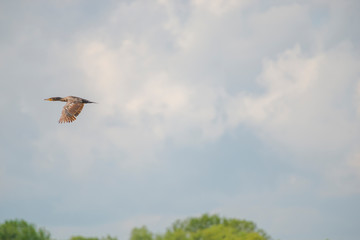 Landscape on Danube Delta
