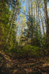 Forest in spring on a Sunny day
