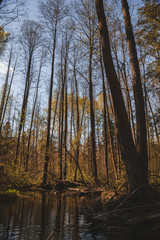 Forest in spring on a Sunny day