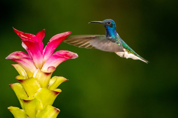 Hummingbird