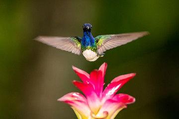 Hummingbird