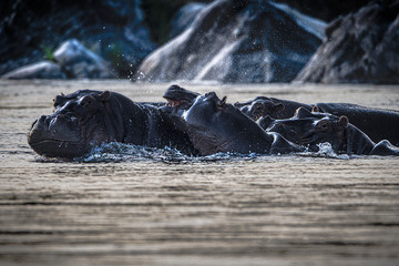 Hippos im Shire river