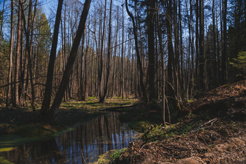 Obraz premium Forest in spring on a Sunny day