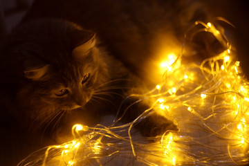 Photo of a gray cat lying down playing with a garland of yellow lights. luminous eyes. good New Year spirit