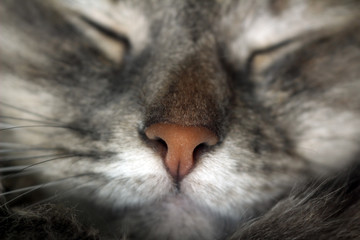 Macro photo of a sleeping cat's nose from below. cute sleeping gray cat. full frame snout