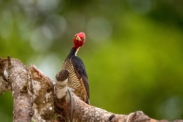Woodpecker