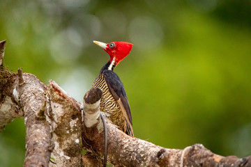 Woodpecker