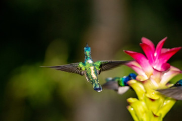 Hummingbird