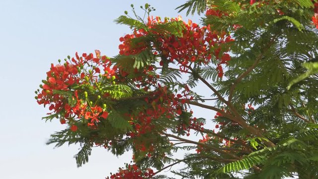 Flowering red flower tree at summer day