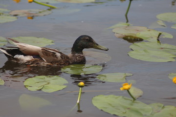 Ducks on the water