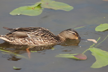 Ducks on the water