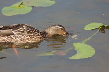 Ducks on the water