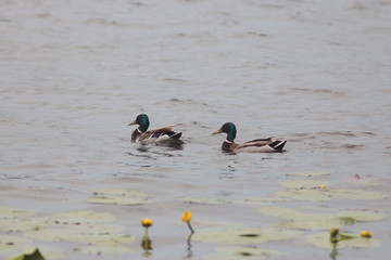 Ducks on the water