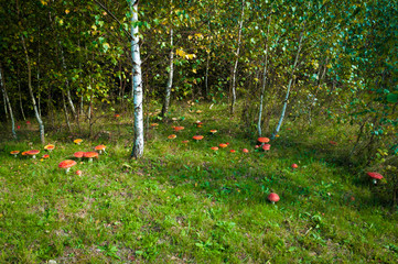 Multiple amanita muscaria mushrooms growing up near a birch tree forest