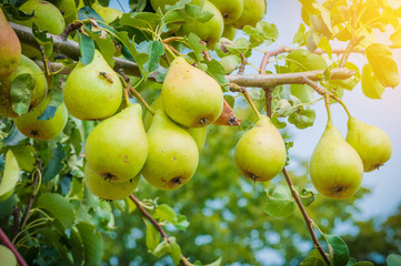 Multiple european pears on a branch in a tree close up