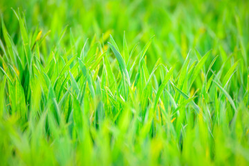 Gras mit Unschärfe im Frühling