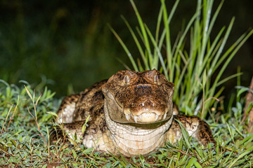 Cayman