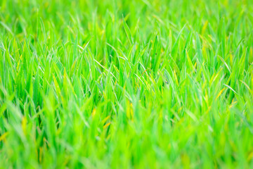 Gras in der Natur