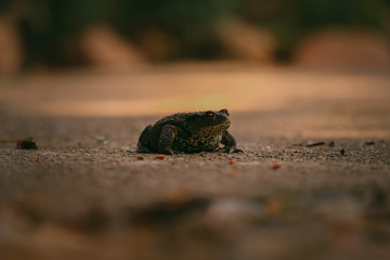 Frog. Animals of the Slovak Republic.