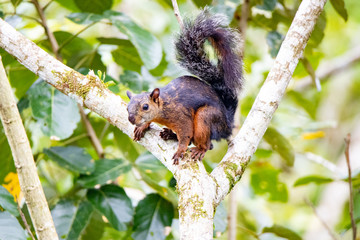 squirrel on tree