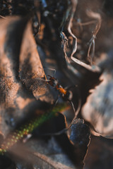 Macro photo of ants crawling on moss in the forest