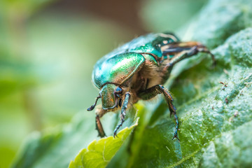 Naklejka premium Cetonia aurata, called the rose chafer or the green rose chafer. A beetle on a green leaf.