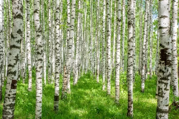 Foto op Plexiglas Witte berkenbomen in het bos in de zomer © qwasder1987
