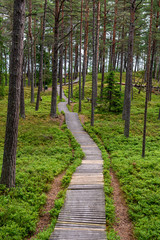 sunny summer hiking trail footpath in the woods for tourists