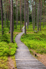 sunny summer hiking trail footpath in the woods for tourists