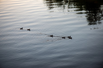 water texture with reflections and rocks on the bottom of stream