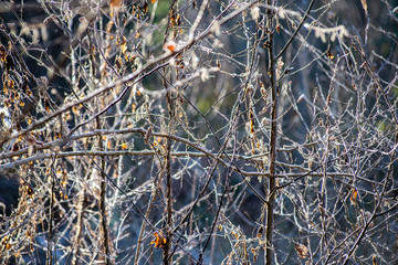 winter dry vegetation tree branches and leaves frosty covered with snow