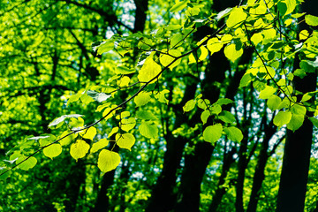 branch with leaves, illuminated by the sun