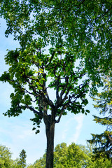 green tree crowns against the sky