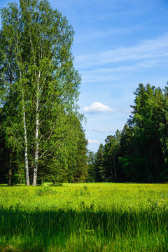 green meadow, birch and forest against blue sky © Olga