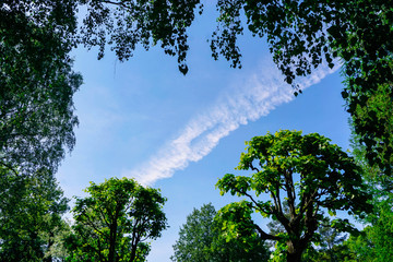 the sky and the track of the plane in a frame of green leaves and tree branches