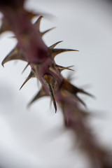 winter dry vegetation tree branches and leaves frosty covered with snow