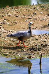 Banded or tiger goose walking on the mainland near a pond Palmiped of the family Anatidae in a wild environment in the countryside. Bar headed goose