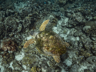 Naklejka na ściany i meble Loggerhead Sea Turtle in coral reef of Caribbean Sea around Curacao