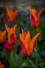 Fototapeta premium Orange tulips