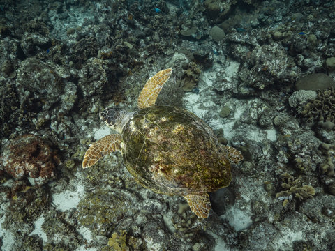 Loggerhead Sea Turtle in coral reef of Caribbean Sea around Curacao