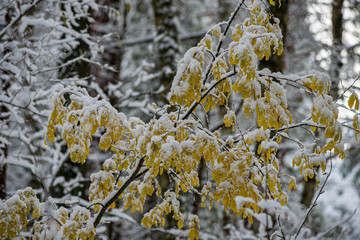 winter dry vegetation tree branches and leaves frosty covered with snow