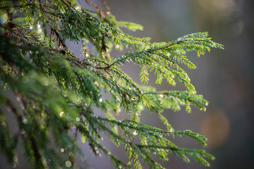 green wet spruce tree branches in nature with blur background