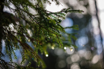 green wet spruce tree branches in nature with blur background