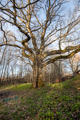 single large tree in the middle of green meadow pasture