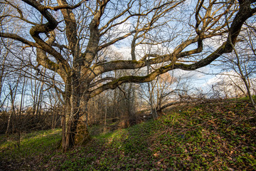 Obraz na płótnie Canvas single large tree in the middle of green meadow pasture