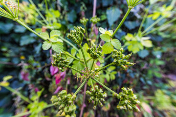 Flora caratteristica ai bordi di strada di campagna in Riposto 