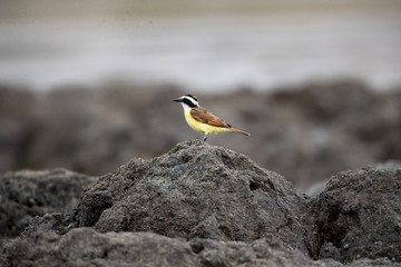 bird on rock