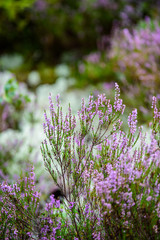 Obraz premium blooming heather in green forest moss in autumn