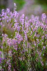 blooming heather in green forest moss in autumn