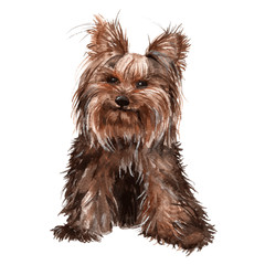 Drawn little dog. Isolated on white background.